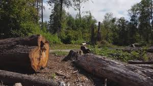 Seasonal Cleanup (Spring/Fall) in Tracy, CA