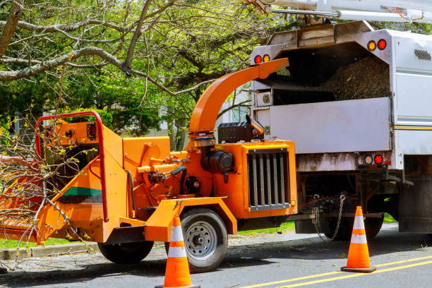 Professional Tree Care Services in Tracy, CA